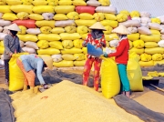  Xuất khẩu gạo Việt Nam: “Cao không tới, thấp không xong”!